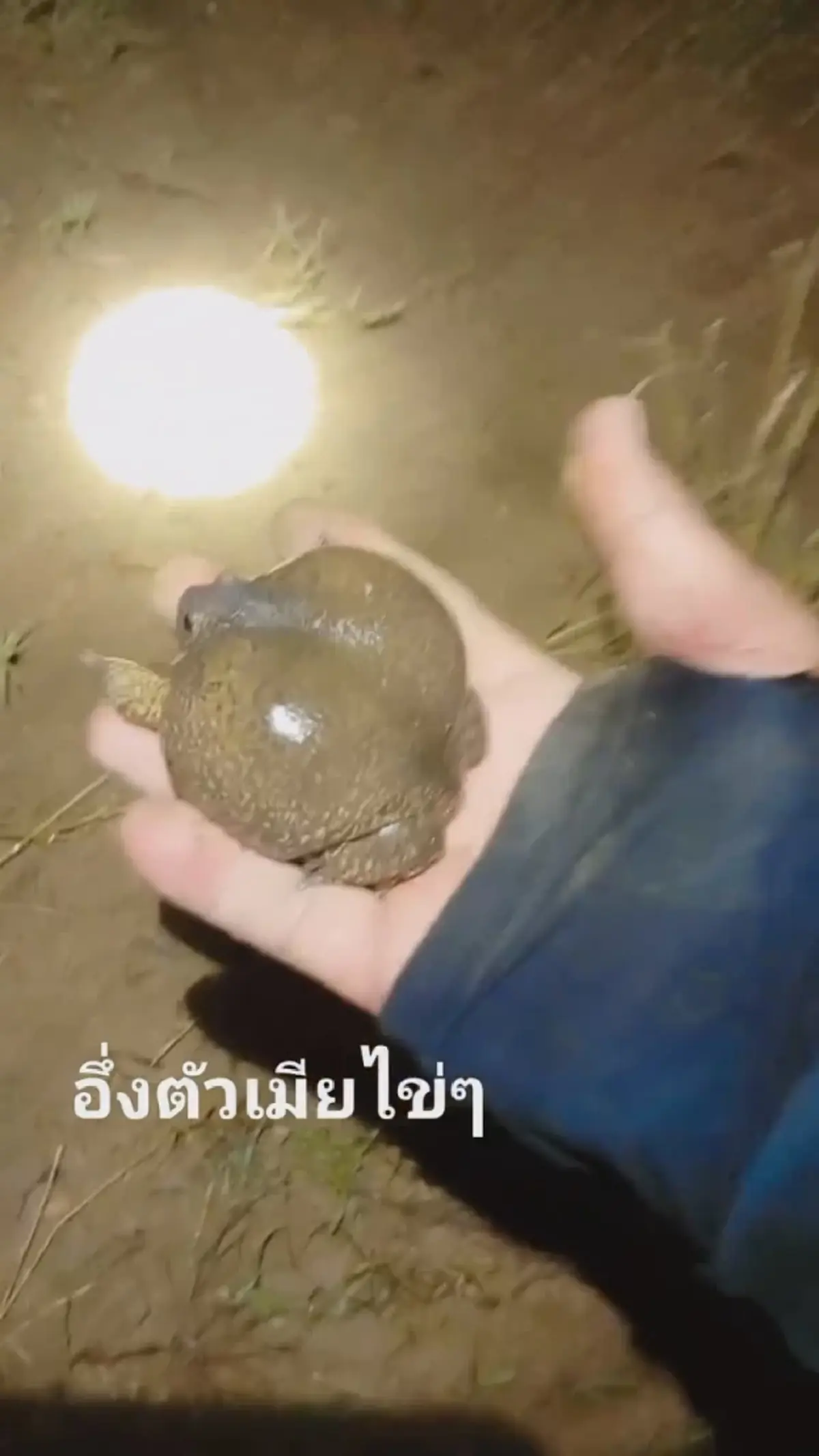 ฝนถล่มโคราช นักล่าอึ่งอ่างเฮ! ออกล่าหลังพายุ สร้างรายได้งาม