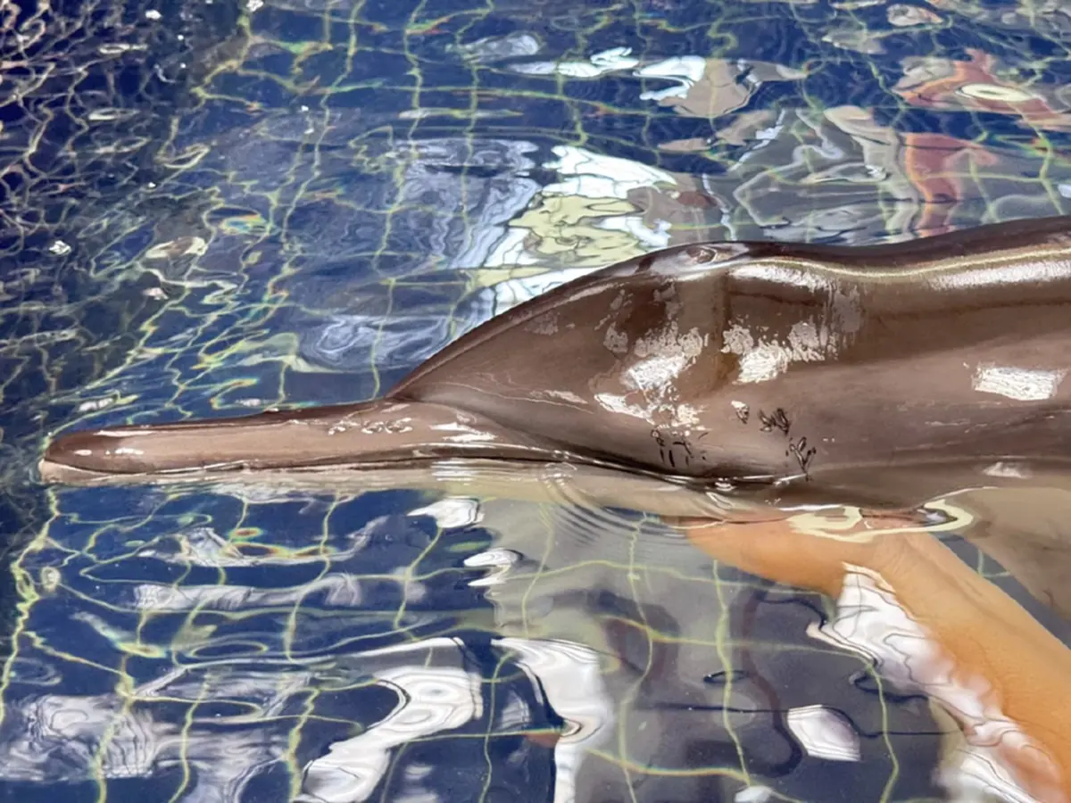 ภาพ @Phuket Aquarium