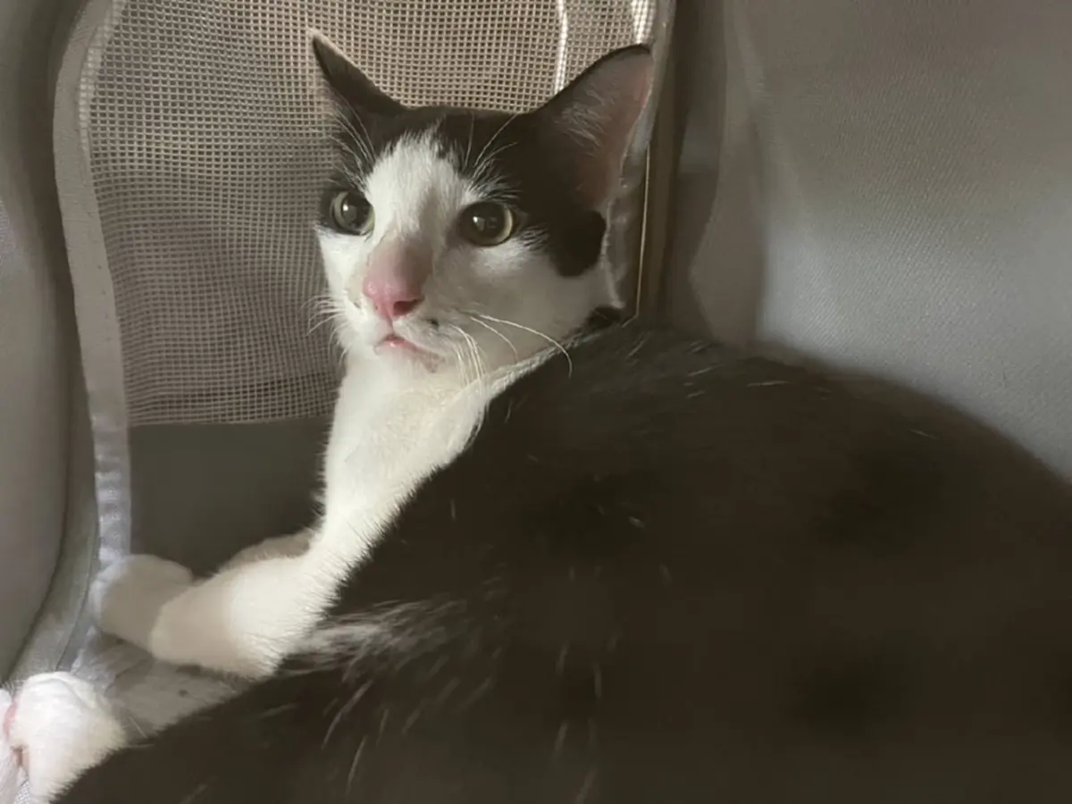 บุกสกัด แก๊งลอบขนแมวข้ามแดน ซุกกระเป๋าทิ้งป่า ยึดได้ 8 ชีวิต