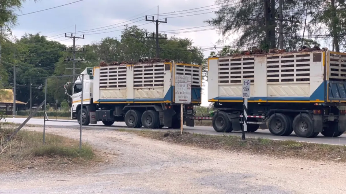 ชาวสวนปาล์มโอดน้ำมันแพงดันต้นทุนพุ่ง จ่อขยับค่าจ้างตัดเพิ่ม