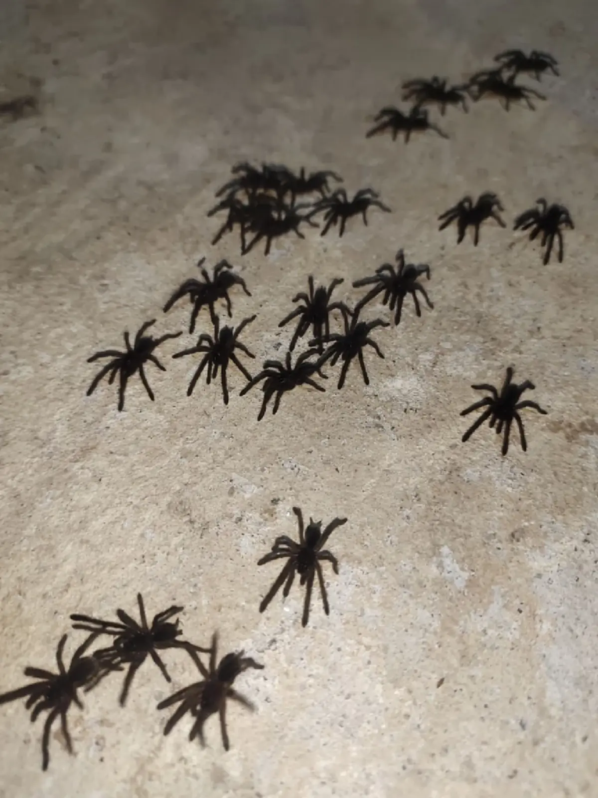 รู้แล้ว "แมงมุมเดินเป็นขบวน" ที่ชัยภูมิ ที่แท้ มันคือ ชนิดไหน