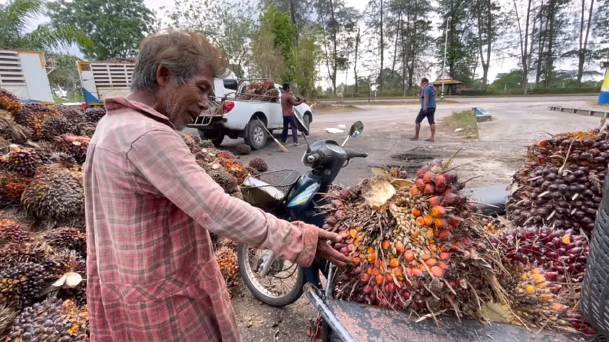 ชาวสวนปาล์มโอดน้ำมันแพงดันต้นทุนพุ่ง จ่อขยับค่าจ้างตัดเพิ่ม
