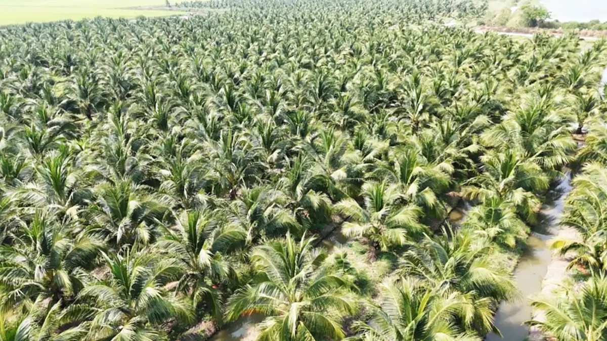 มะพร้าวสุพรรณฯ ราคาดิ่งเหลือ 3 บาท หนุ่มโอดทุนพุ่งจี้รัฐช่วย