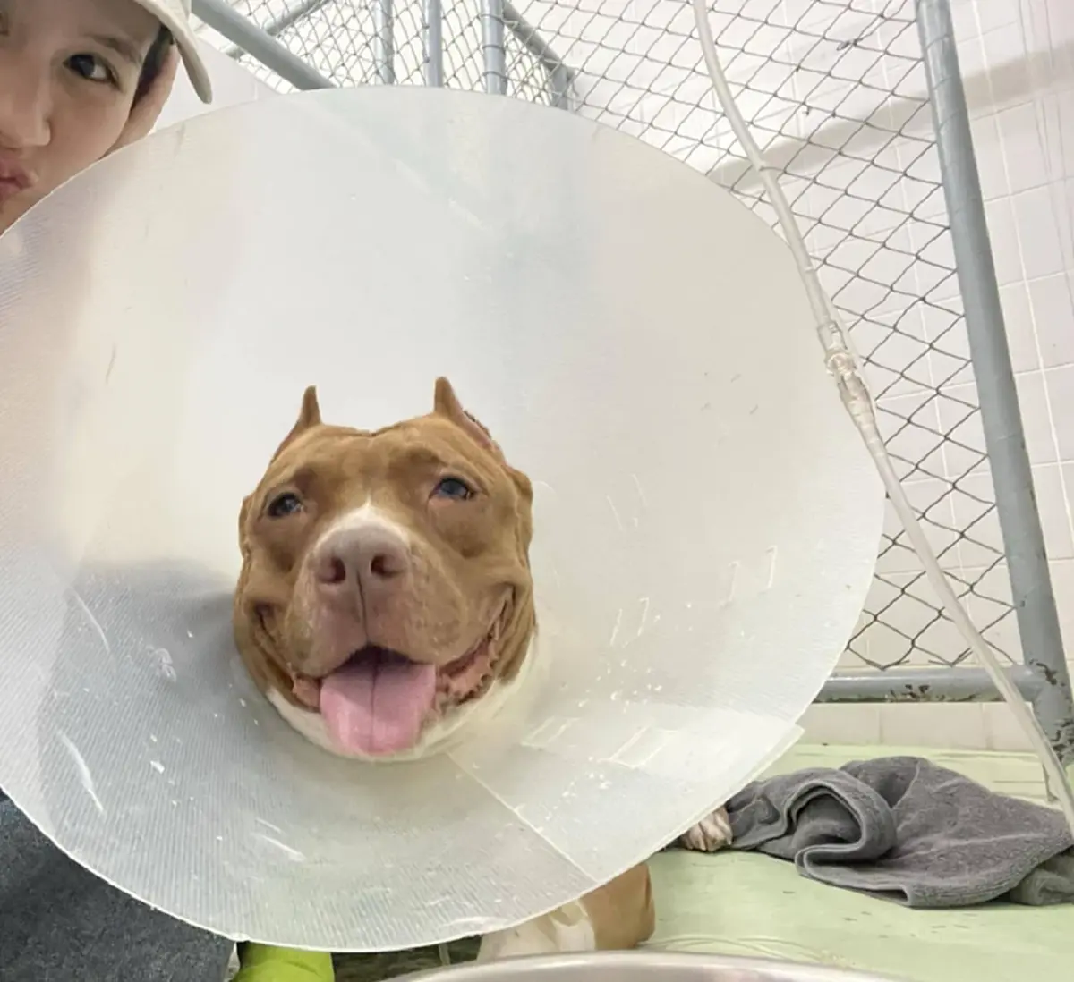 วิจารณ์สนั่น รพ.สัตว์ สุดชุ่ย ปล่อยหมาหลังไหม้ เห็นสภาพยิ่งสงสาร