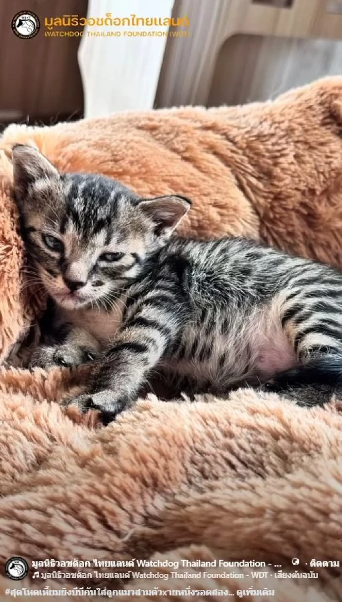 บีบใจหนัก ทำลูกแมว 3 ตัว กลับดาว 1 สาหัส 2 เร่งล่าตัวคนใจยักษ์