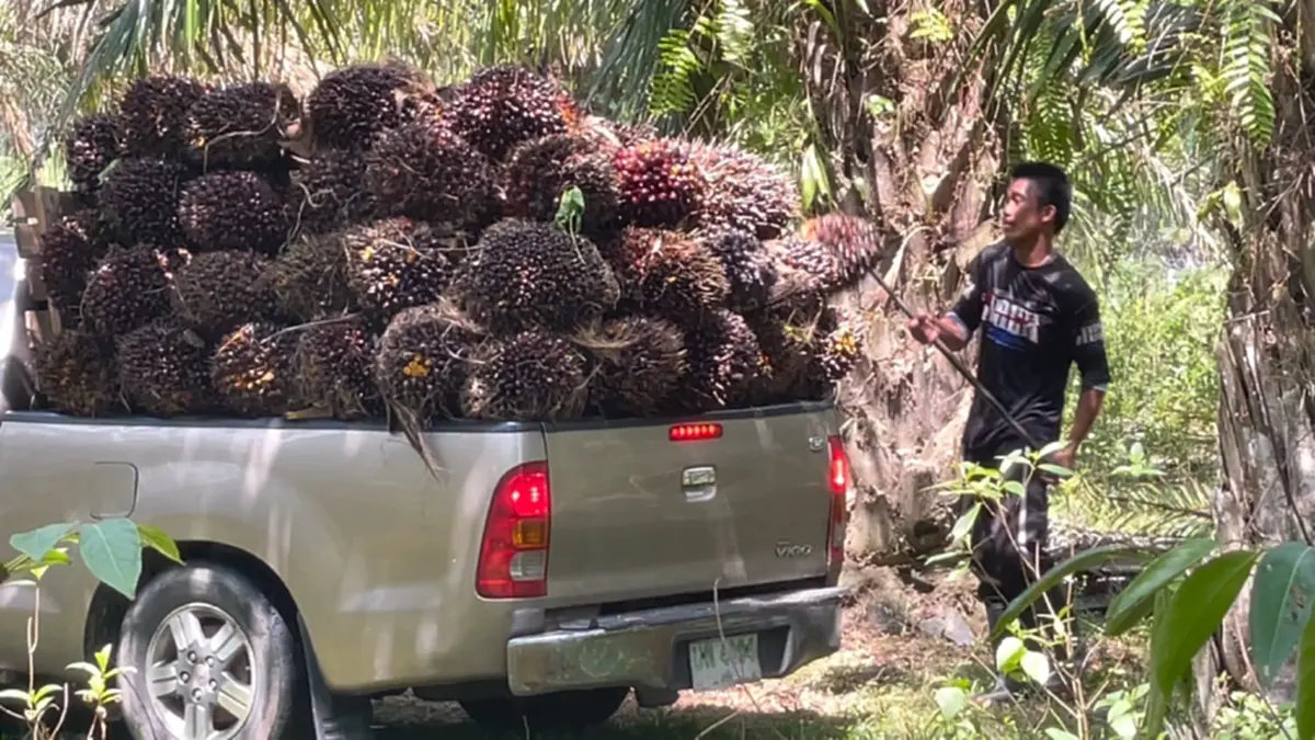 ปาล์มราคาร่วงหนัก! ชาวสวนจวกรัฐแก้ปัญหาปาล์มรายวันไร้ทิศทาง