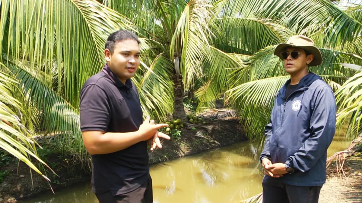 มะพร้าวสุพรรณฯ ราคาดิ่งเหลือ 3 บาท หนุ่มโอดทุนพุ่งจี้รัฐช่วย