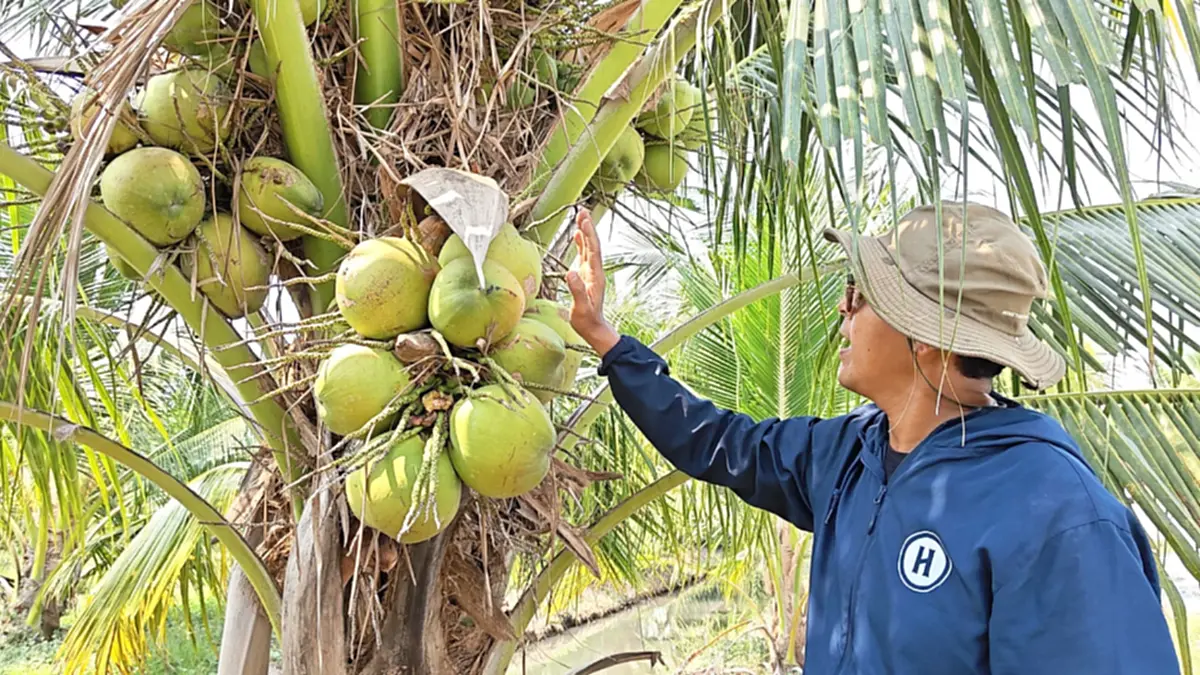 มะพร้าวสุพรรณฯ ราคาดิ่งเหลือ 3 บาท หนุ่มโอดทุนพุ่งจี้รัฐช่วย