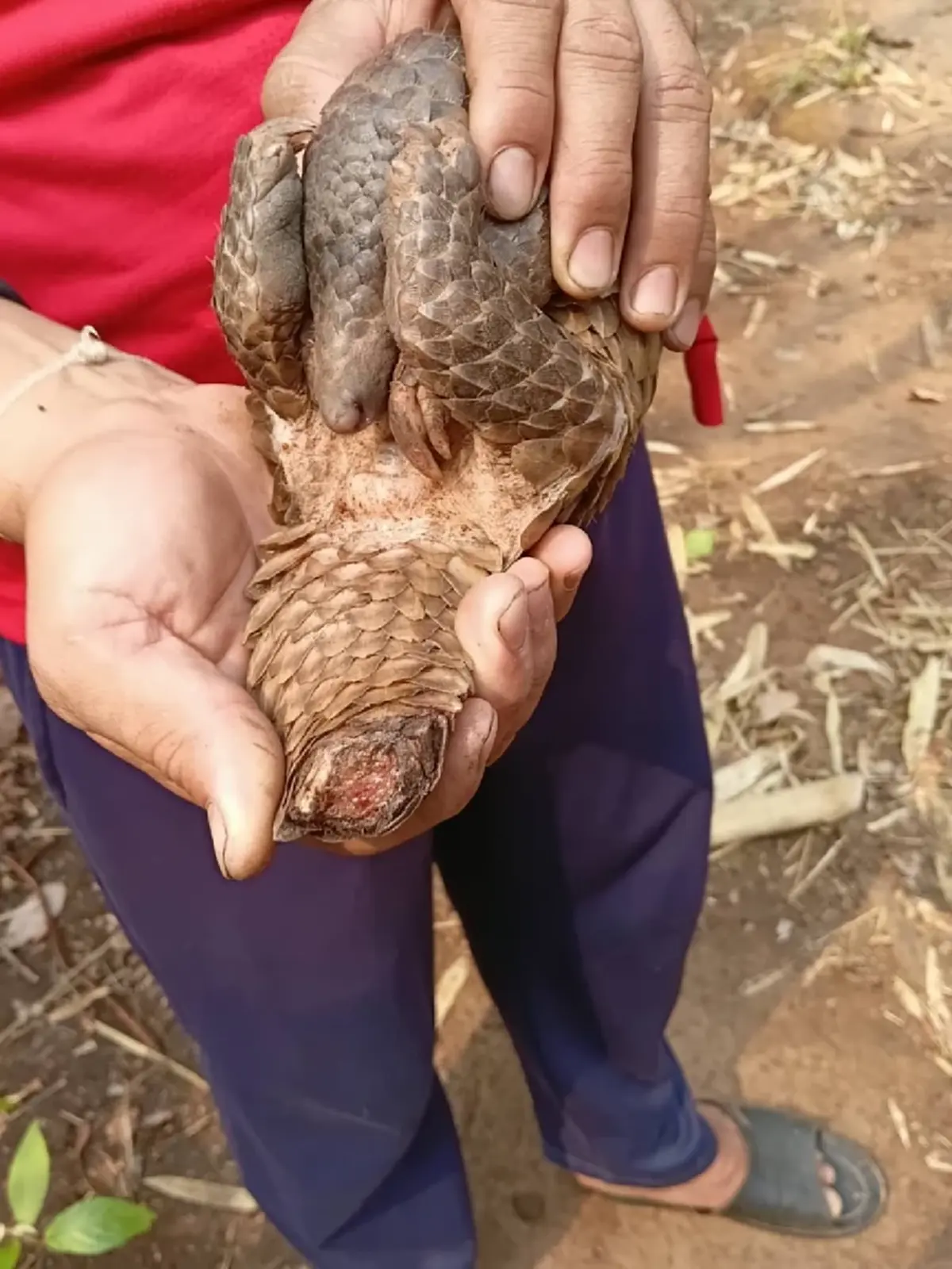 พบอีก! "น้องลิ่น" หนีตายซุกซอกไม้ มหันตภัยไฟป่าถ้ำปลา