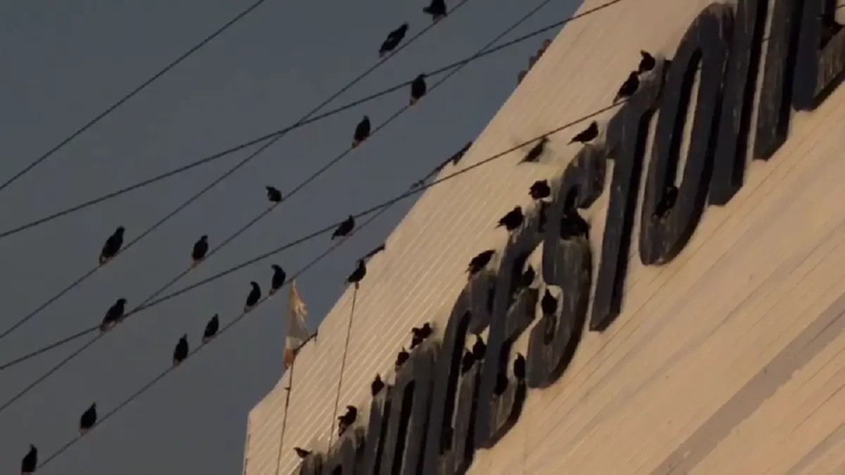 ชาวอ่างทองสุดทน นกนับแสนยึดใจกลางเมือง วอนเร่งแก้ปัญหามูลนก