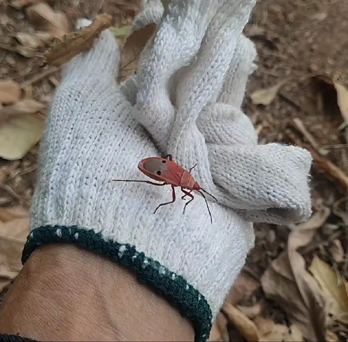 ฮือฮา! "แมลงหน้าคน" ลายคล้ายเปาบุ้นจิ้น โผล่อวดโฉมหน้าร้อน