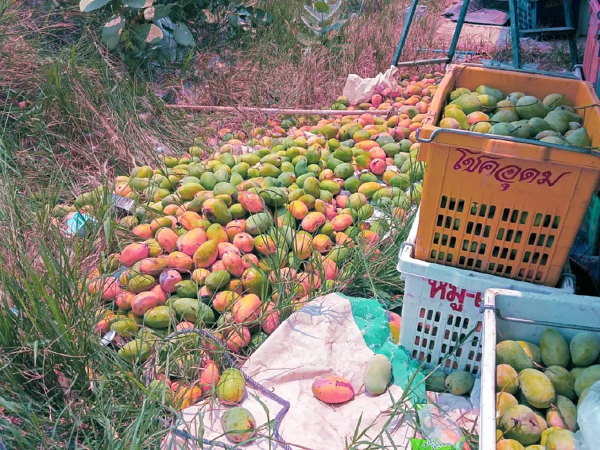 มะม่วงกาฬสินธุ์อ่วม! ราคาดิ่ง กก.ละ 3 บาท วอนรัฐช่วยด่วน