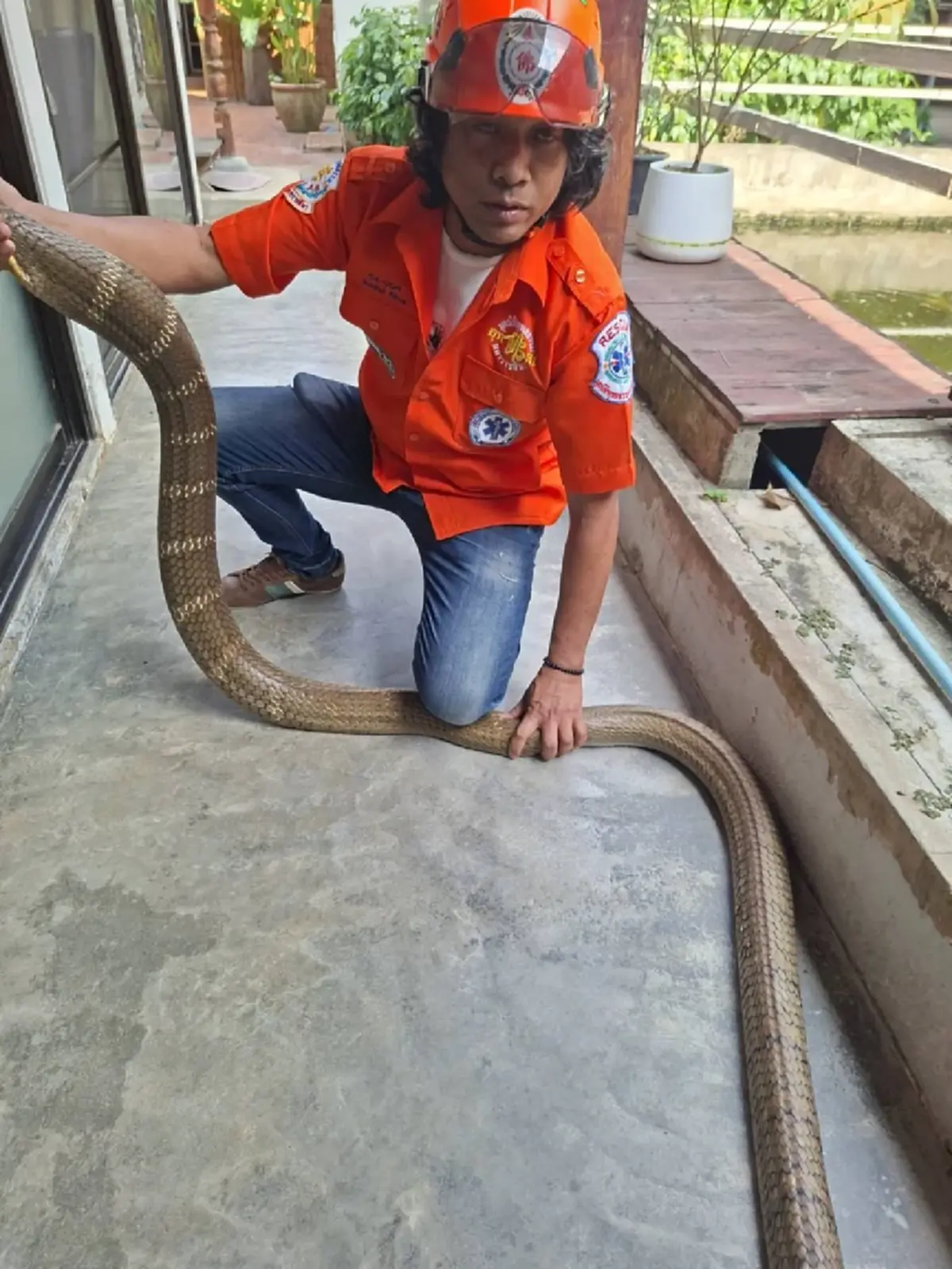 ส่องบ้านเลขที่ งูจงอางยักษ์ 5 เมตร เลื้อยซุกเข้าบ้าน