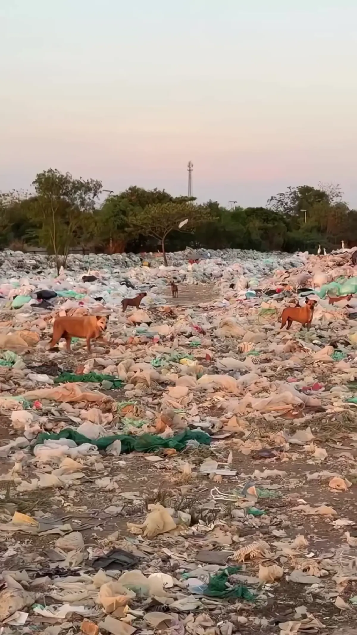 ปุ๊กลุก-ไมค์ ควงคู่ลุยคลองหลวง เลี้ยงอาหารหมาจรนับร้อย