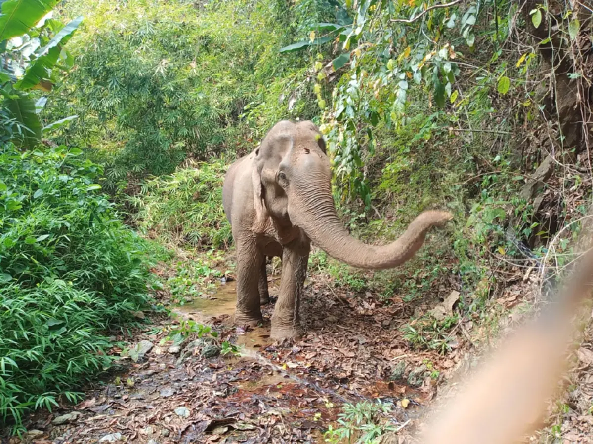 โปรดช่วย สีดอบูม อดีตช้างลากไม้ ถูกผูกกลางป่า ไร้น้ำ ไร้อาหาร