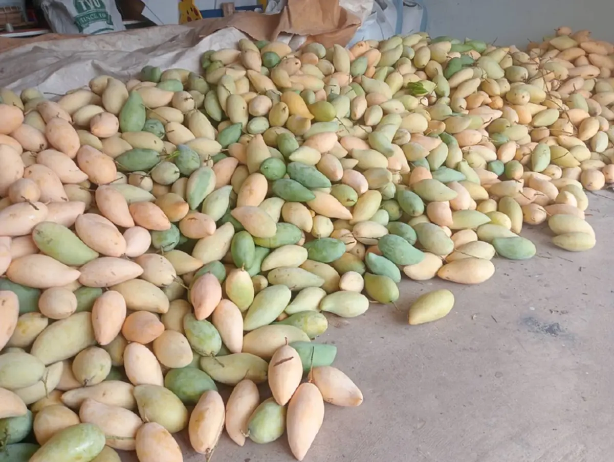 มะม่วงกาฬสินธุ์อ่วม! ราคาดิ่ง กก.ละ 3 บาท วอนรัฐช่วยด่วน