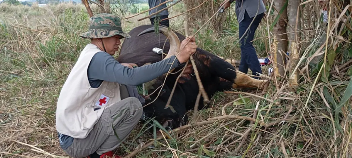 สุดสลด! กระทิงป่าเขาใหญ่ถูกบ่วงสลิงรัดคอดับ เร่งล่าพรานมือโหด