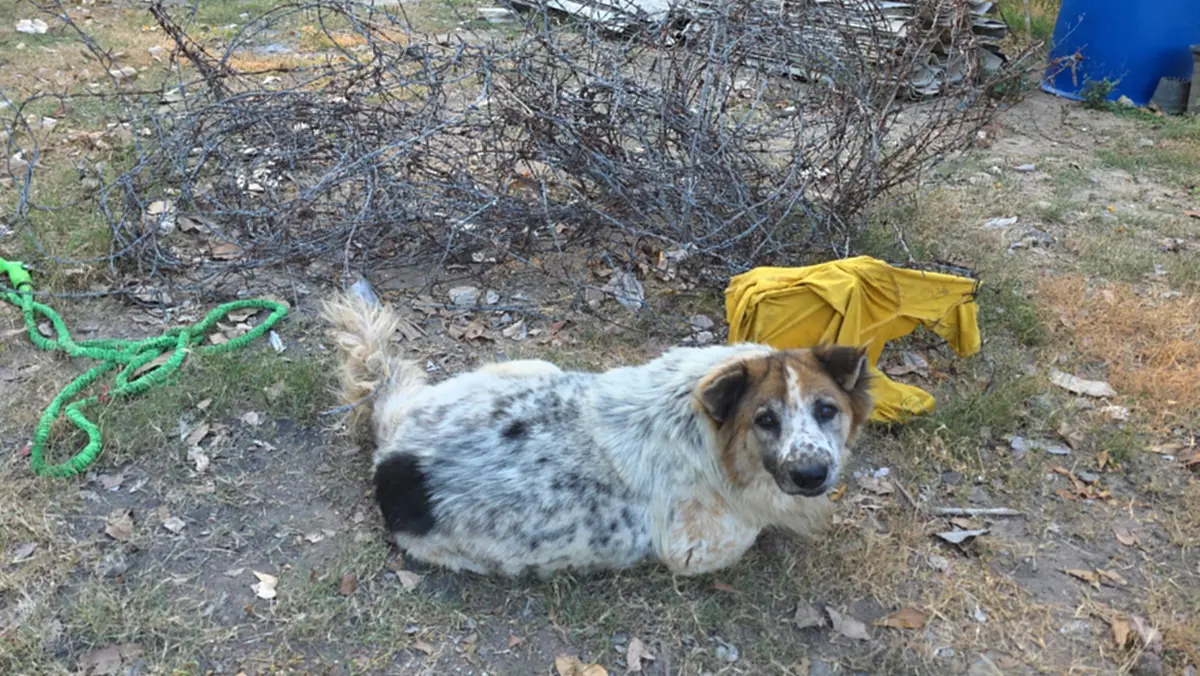 ระทึก! กู้ภัยช่วยสุนัขติดลวดหนาม เจ็บปวดทรมานนานนับชั่วโมง