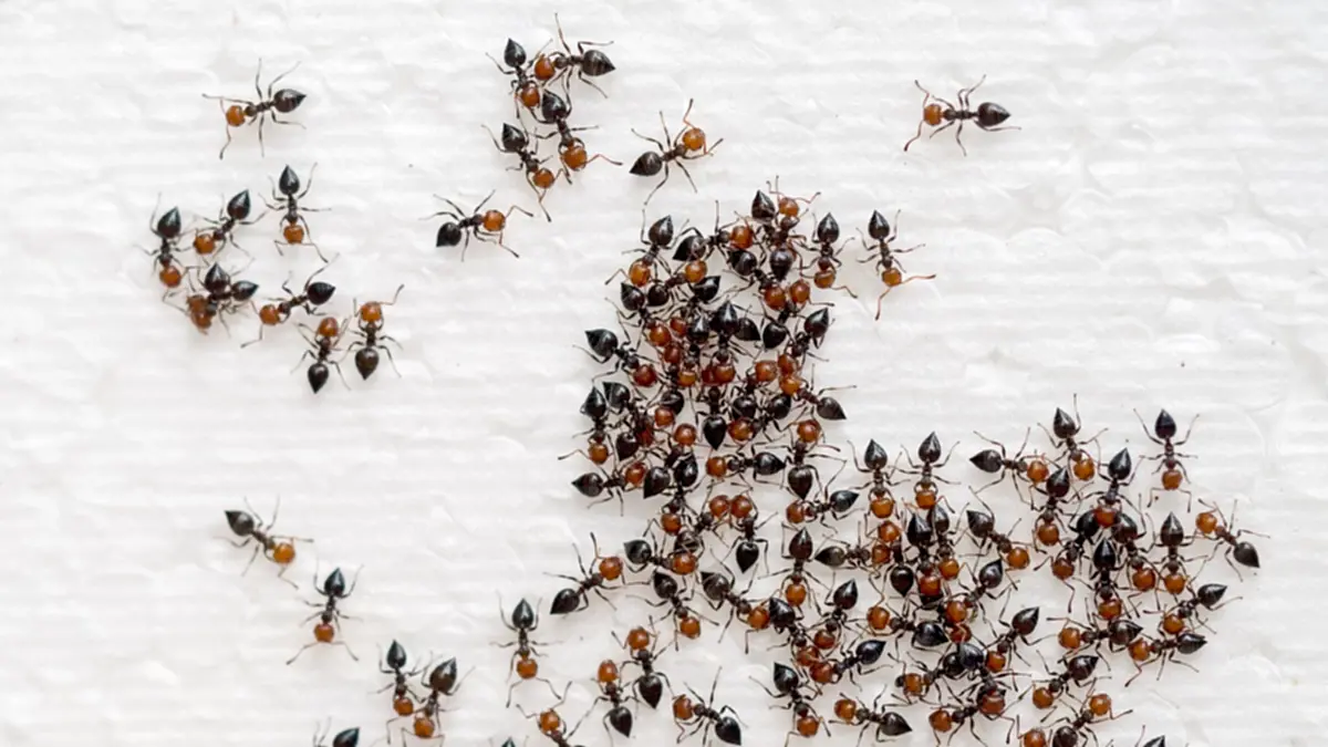 มดขึ้นบ้านไม่หยุด แก้ยังไงก็ไม่หาย? เปิดวิธี ตัดต้นตอได้ผลจริง