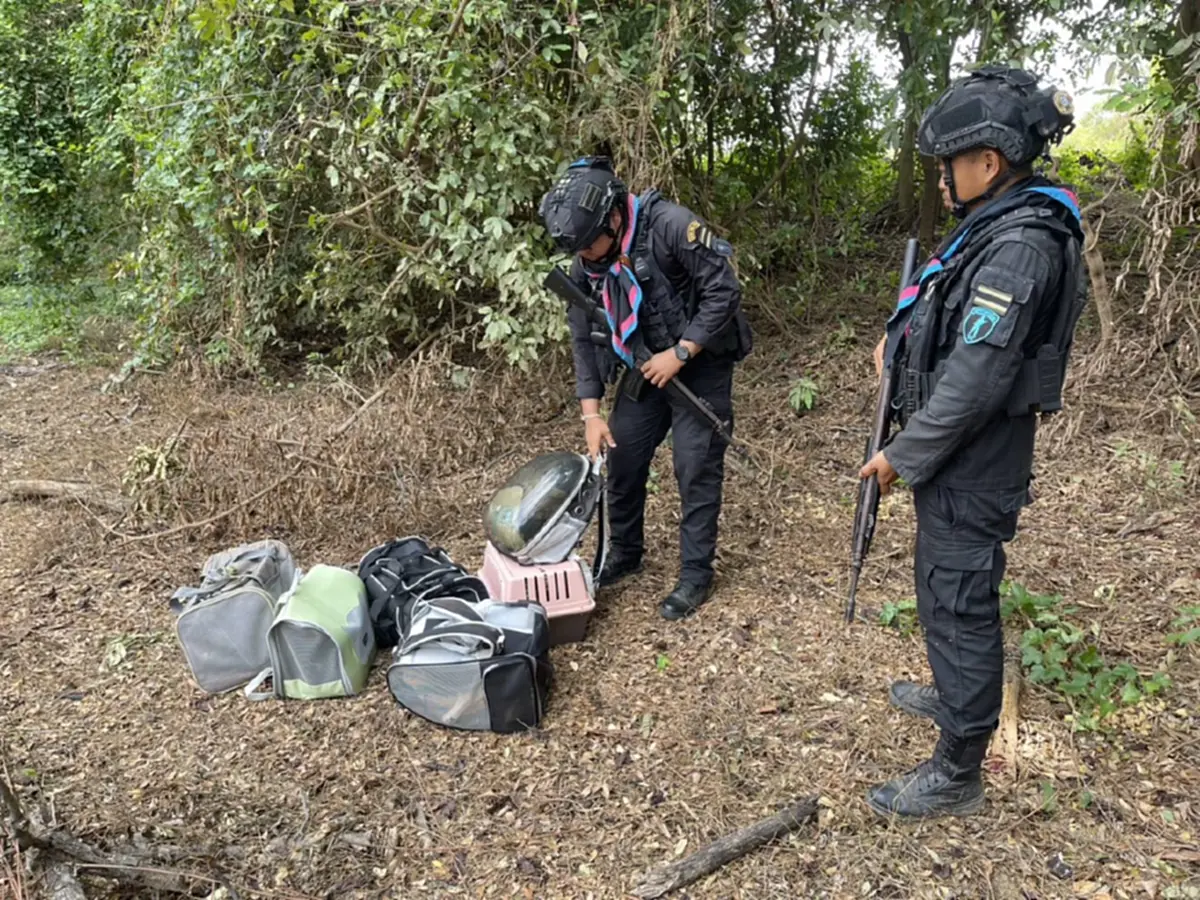 บุกสกัด แก๊งลอบขนแมวข้ามแดน ซุกกระเป๋าทิ้งป่า ยึดได้ 8 ชีวิต