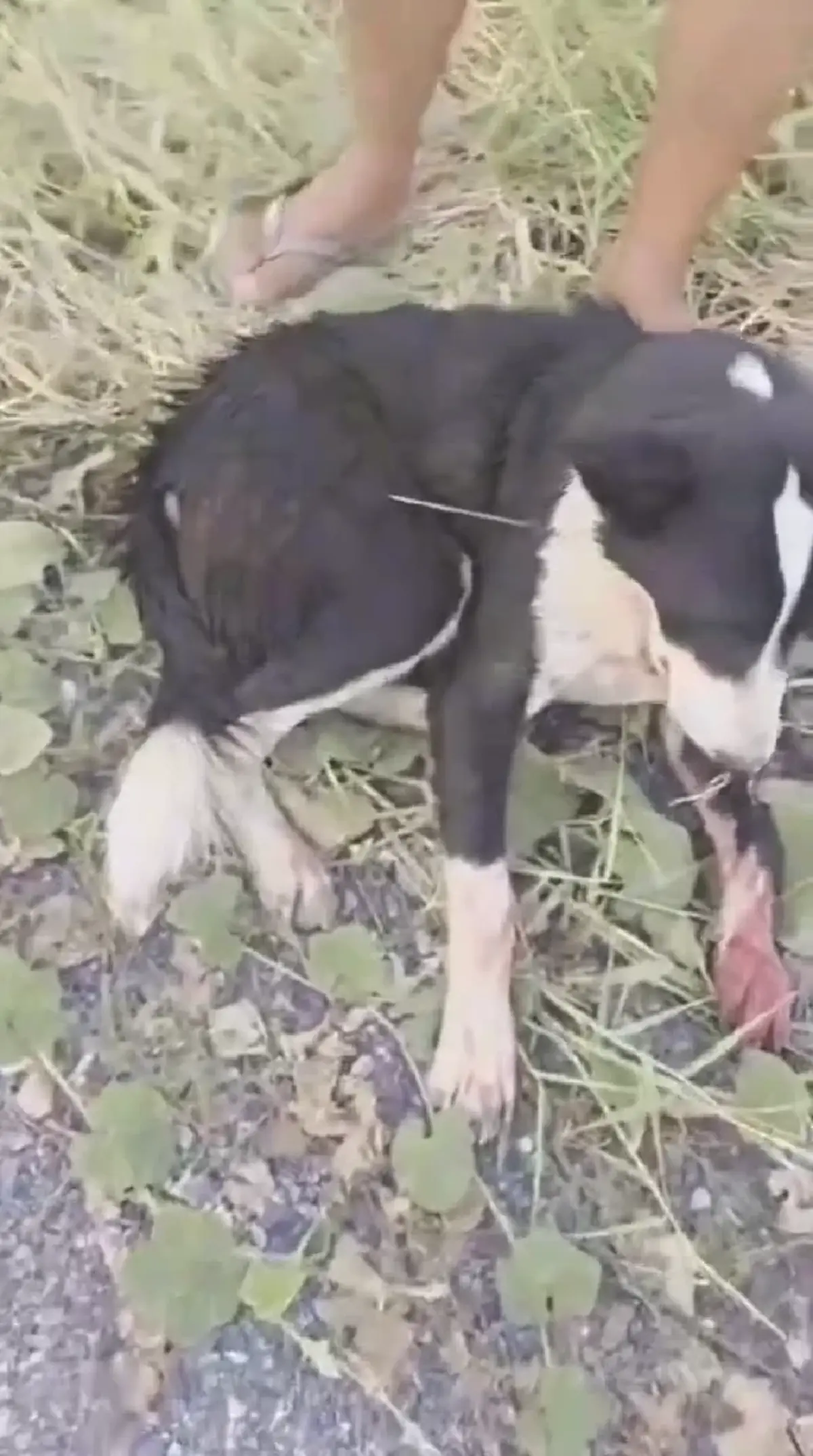 สายไหมต้องรอดล่า 2 หนุ่มยิงคอหมาสาหัส ผิด พ.ร.บ.สัตว์ คุก 2 ปี