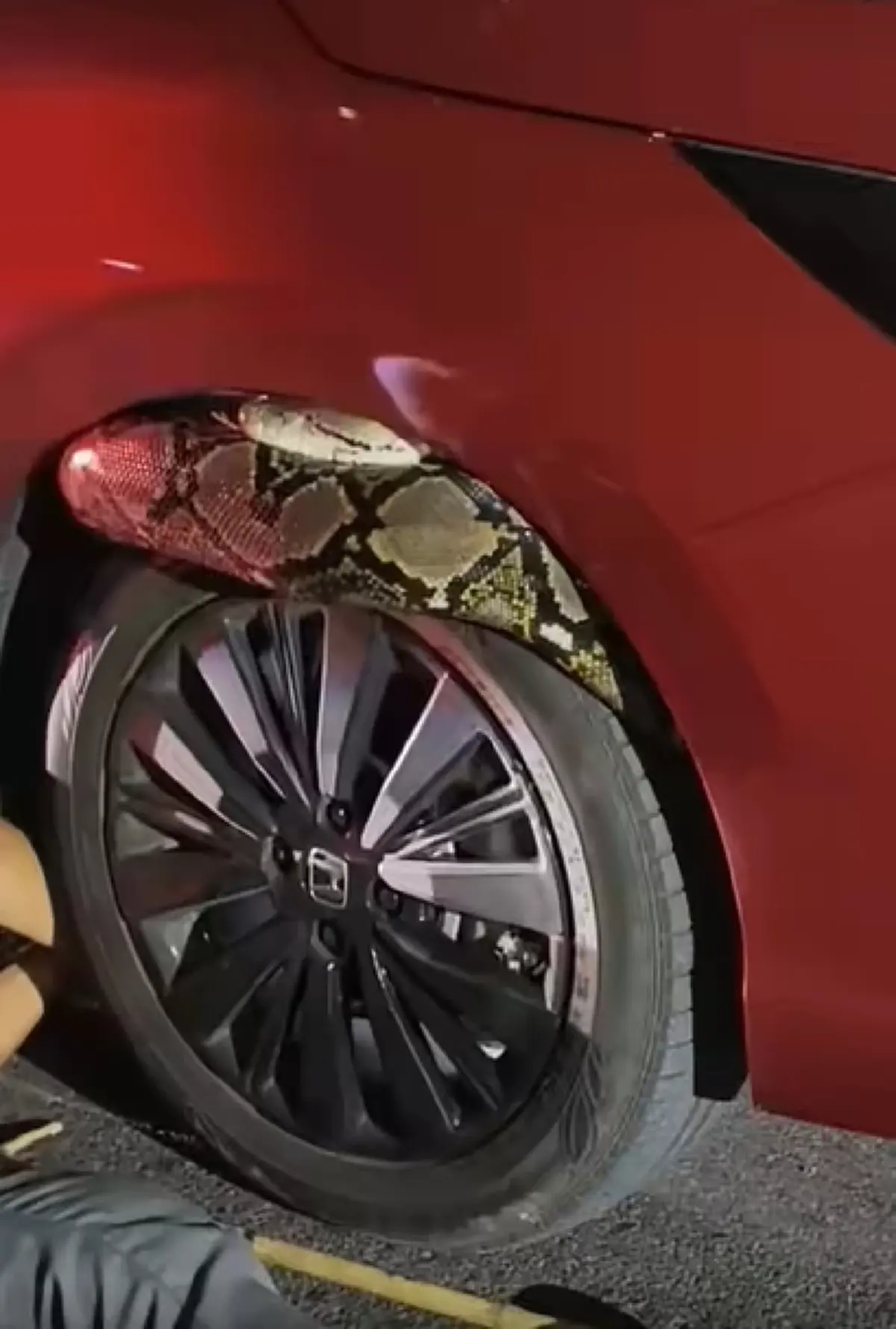 เลขทะเบียนรถงูเหลือมมุดเข้าไปซ่อนใต้ท้องรถเก๋งจอดอยู่ข้างทาง