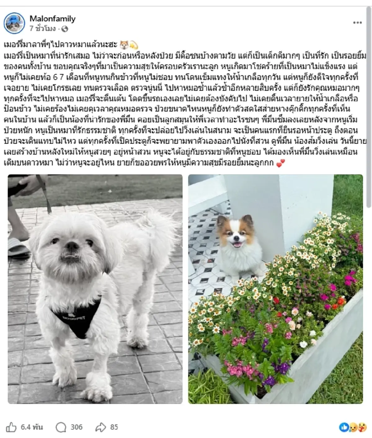 "เมอร์รี่" กลับดาวหมาแล้ว เศร้าใจนาทีสุดท้าย ก่อนหลับไปตลอดกาล