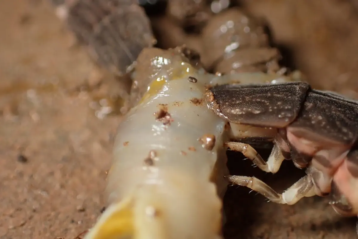 ขนลุก หนุ่มเจอสัตว์ปริศนารุมสวบไส้เดือน ชาวเน็ตเฉลยยิ่งพีค