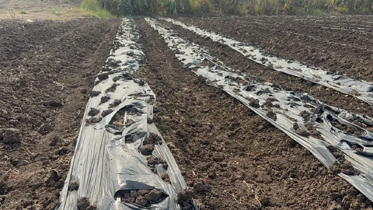 ชาวนาอ่างทองพลิกวิกฤต!! แบ่งนา 6 ไร่ ปลูกผักชี-ถั่วแระ