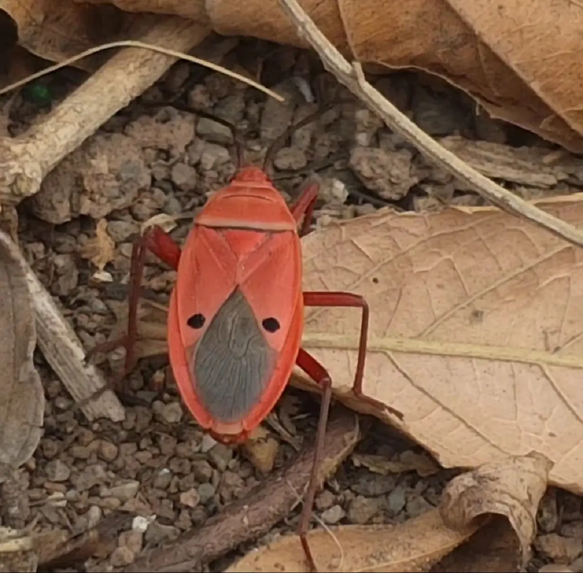 ฮือฮา! "แมลงหน้าคน" ลายคล้ายเปาบุ้นจิ้น โผล่อวดโฉมหน้าร้อน