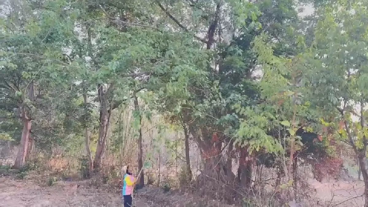 "ไข่มดแดงออนไลน์" ฮิตไม่หยุด! สาวโคราชแหย่ขายกก.ละ 500