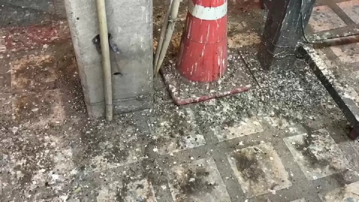 ชาวอ่างทองสุดทน นกนับแสนยึดใจกลางเมือง วอนเร่งแก้ปัญหามูลนก