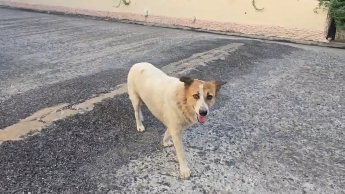 สะเทือนใจ! เจ้าของย้ายบ้านทิ้งหมาเฝ้าซอยปากเกร็ด สภาพสุดเวทนา