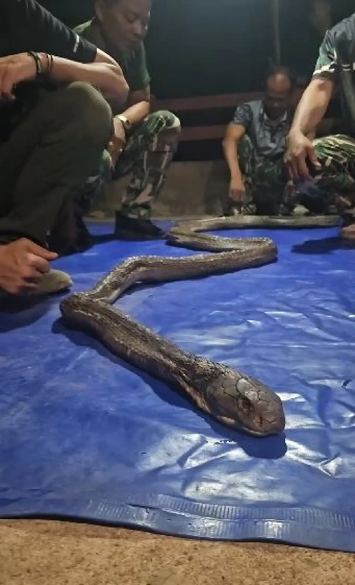 เศร้า บ่าวโปน งูจงอางยักษ์ผู้น่าสงสาร สู้ไม่ไหว จากไปแล้ว