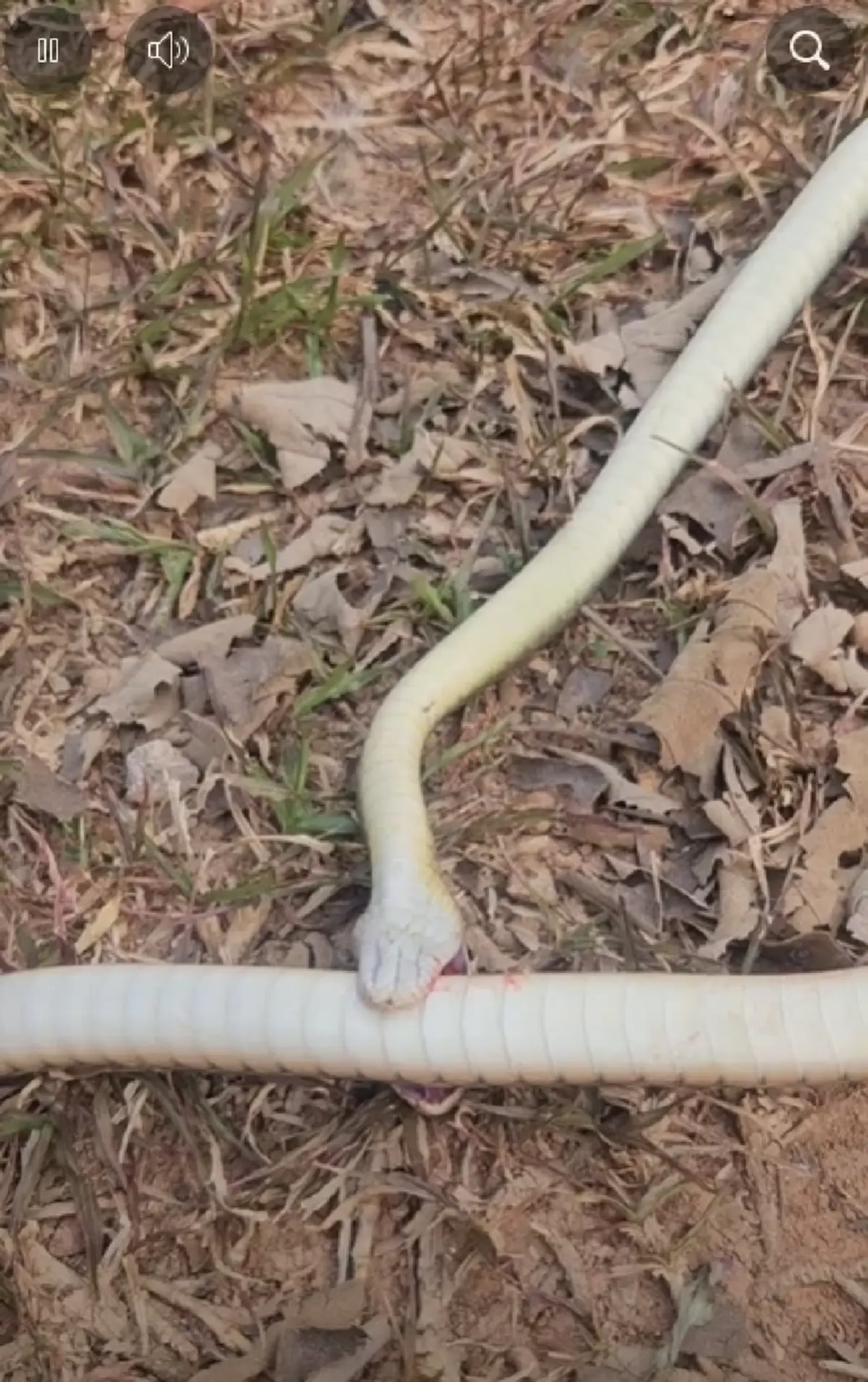 รู้แล้ว "งูกัดตัวเอง" ก่อนสิ้นใจ ผู้เชี่ยวชาญเฉลยสาเหตุแท้จริง