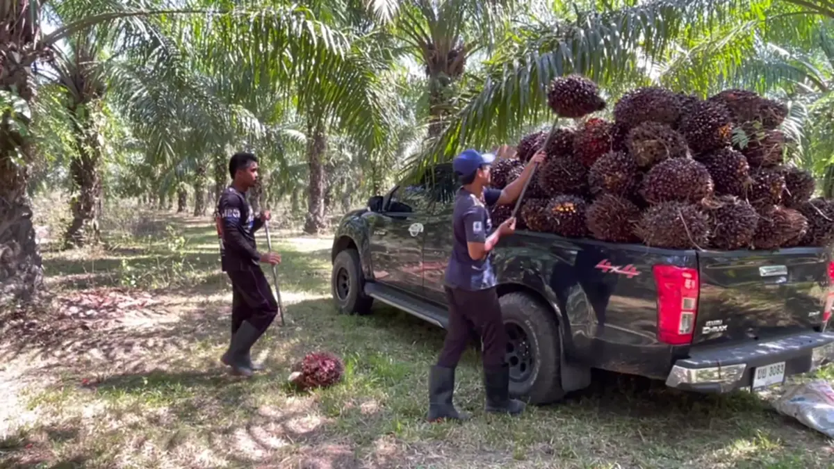 ชาวสวนปาล์มตรังฮือค้านห้ามส่งออก แฉบิดเบือนราคา-จี้รัฐแก้ไข