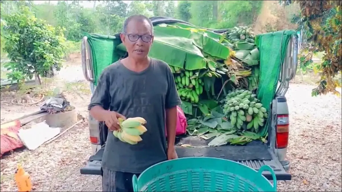 "ทุเรียนลูกละร้อย" สะเทือนถึงสวนกล้วย! ชาวสวนระยองตัดพ้อ