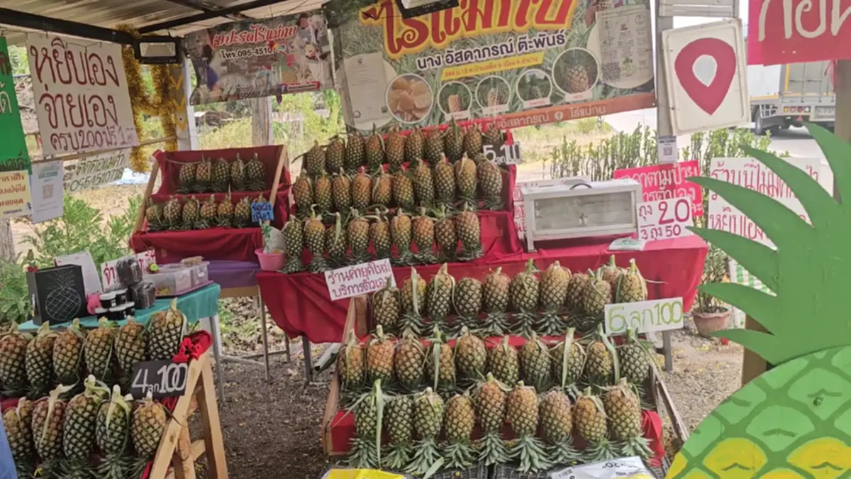 มิติใหม่! ร้านสับปะรดไร้คนเฝ้า 24 ชม. หยิบเองจ่ายเองวัดใจลูกค้า