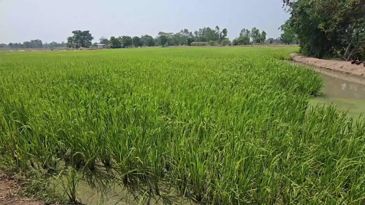 ปราชญ์อุทัยฯ วัย 78 ผุดปุ๋ยชีวภาพอัดเม็ดสู้ยุคของแพงลดต้นทุน