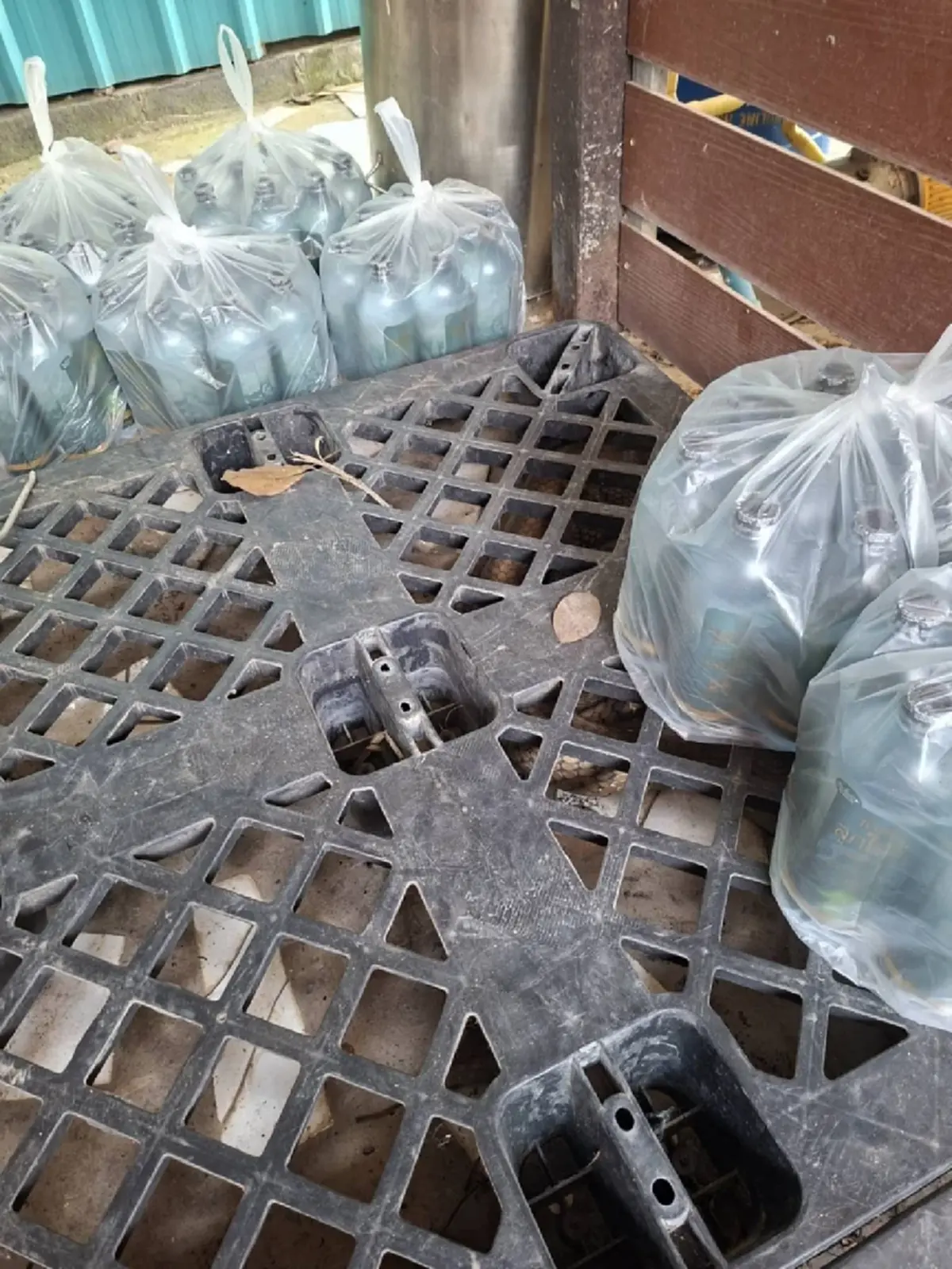 ส่องบ้านเลขที่ งูจงอางยักษ์ 5 เมตร เลื้อยซุกเข้าบ้าน