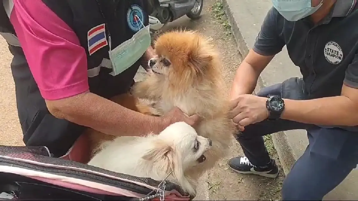 อากาศร้อนเสี่ยงพิษสุนัขบ้า! พะเยาเร่งฉีดวัคซีนฟรีป้องกัน 