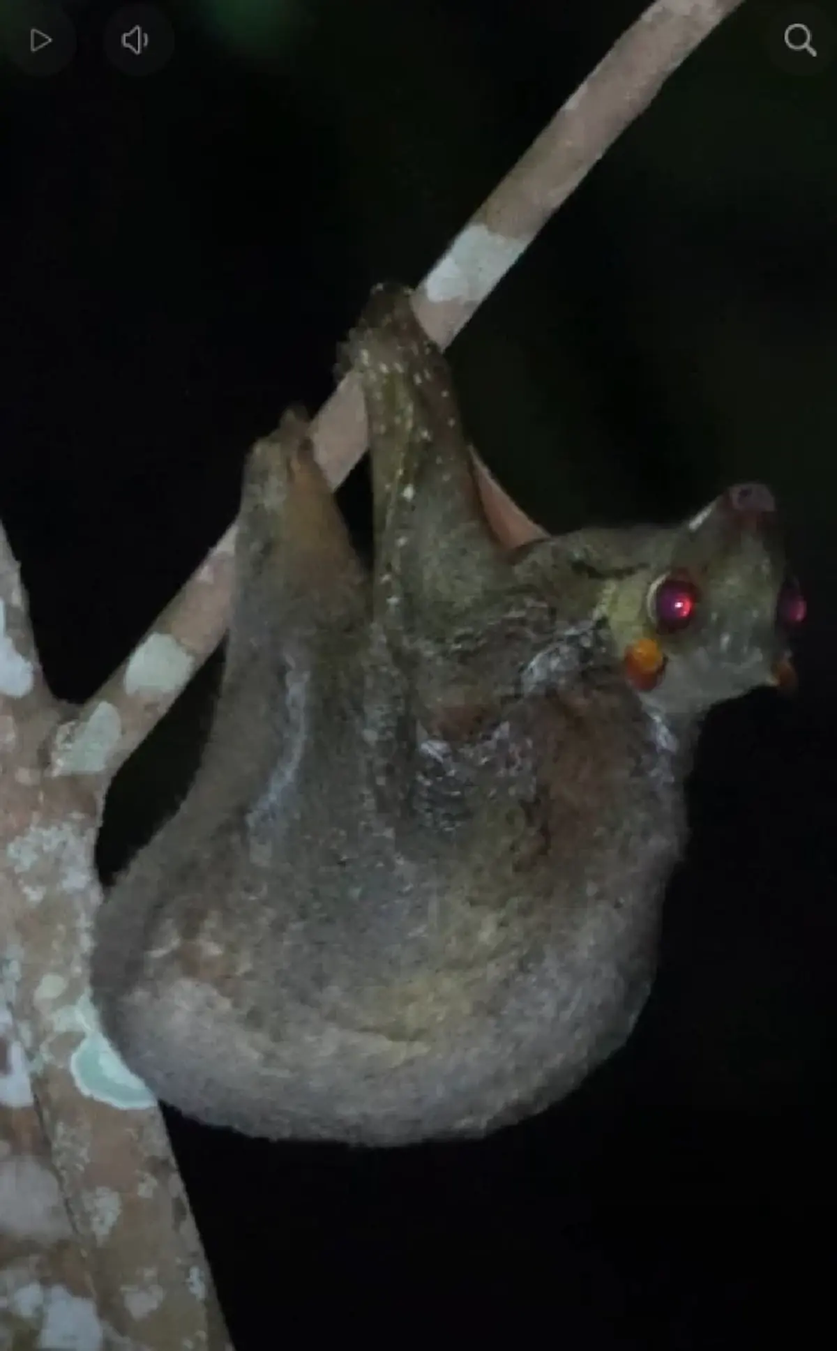 รู้แล้ว เสียงผีป่าเหมือนเด็กหลอนผู้คนมาแต่โบราณ แท้จริงคืออะไร