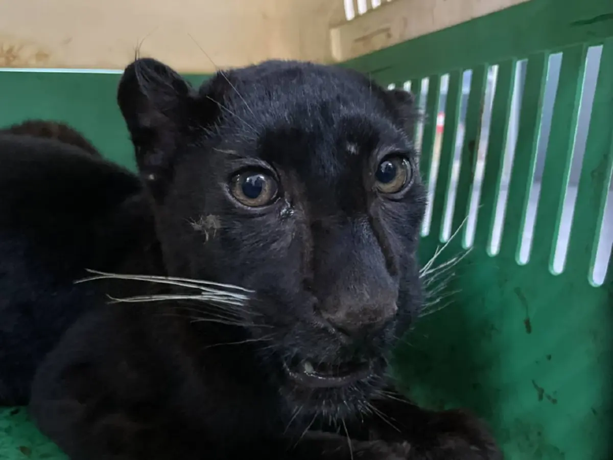 จับ 2 เมียนมา ลอบค้า เสือดำ จ่อส่งข้ามชายแดนแม่สอด อ้างเป็นแมว