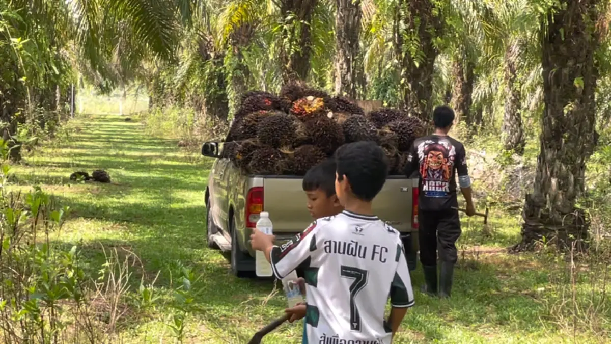 ปาล์มราคาร่วงหนัก! ชาวสวนจวกรัฐแก้ปัญหาปาล์มรายวันไร้ทิศทาง