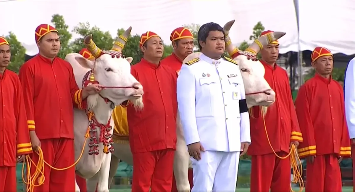 เปิดผลเสี่ยงทาย พระโค พระราชพิธีจรดพระนังคัลแรกนาขวัญ 2569