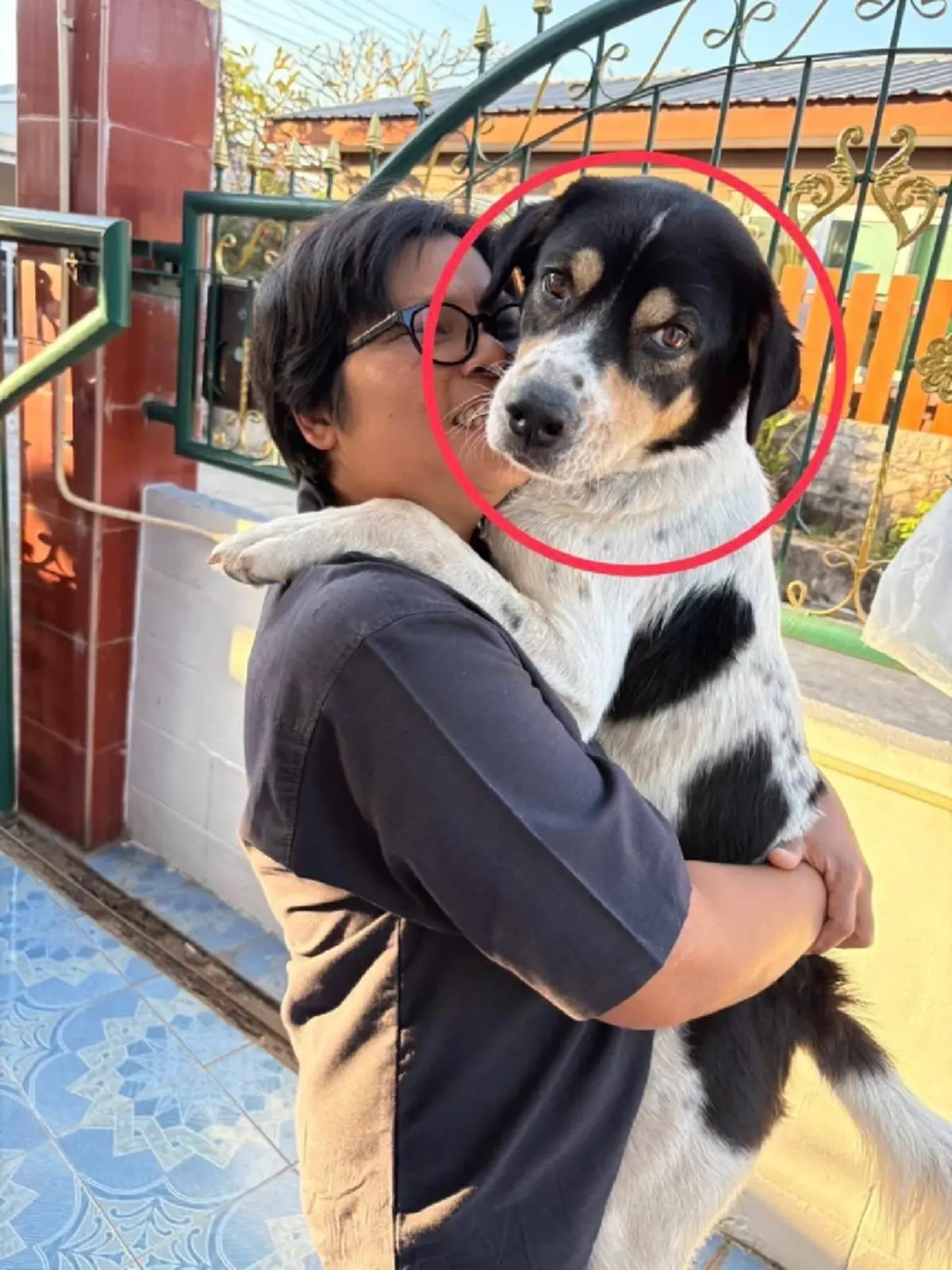 ประกาศตามหา "น้องซูโม่" หมาลายหัวใจตกใจฟ้าร้องวิ่งหาย