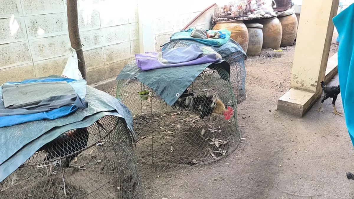 ลุยเคลียร์ปมลุงเลี้ยงไก่ร้อยตัว ส่งกลิ่นหึ่ง ทำเพื่อนบ้านป่วย