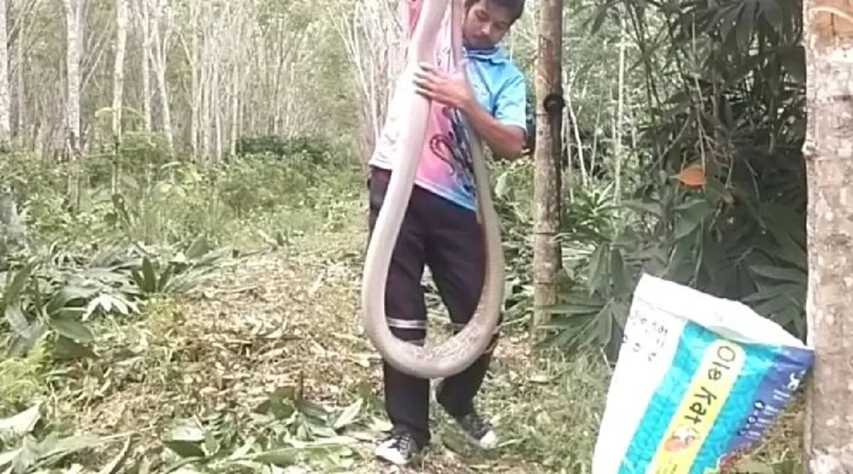 ส่องบ้านเลขที่ งูจงอางยักษ์ 3 เมตร เลื้อยซุกกอไผ่ในสวนยาง