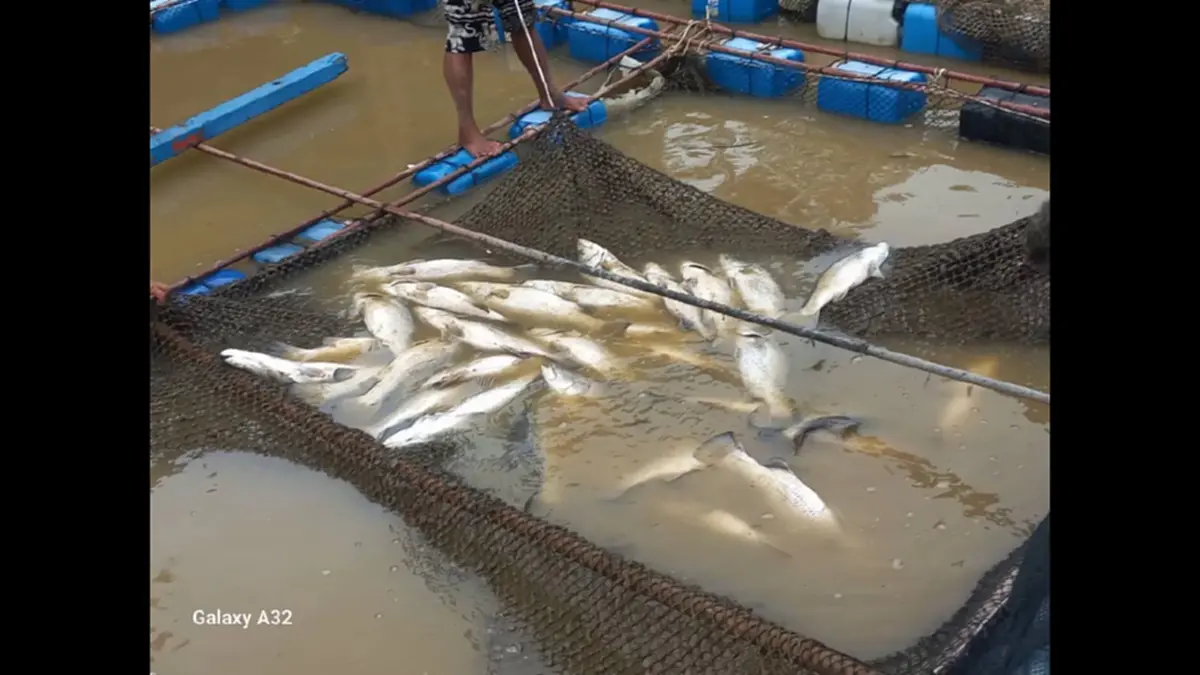 น้ำเสียถล่มกระชังชุมพร ปลากะพงน็อกตายเกลื่อน สูญยับกว่า 7 ล้าน
