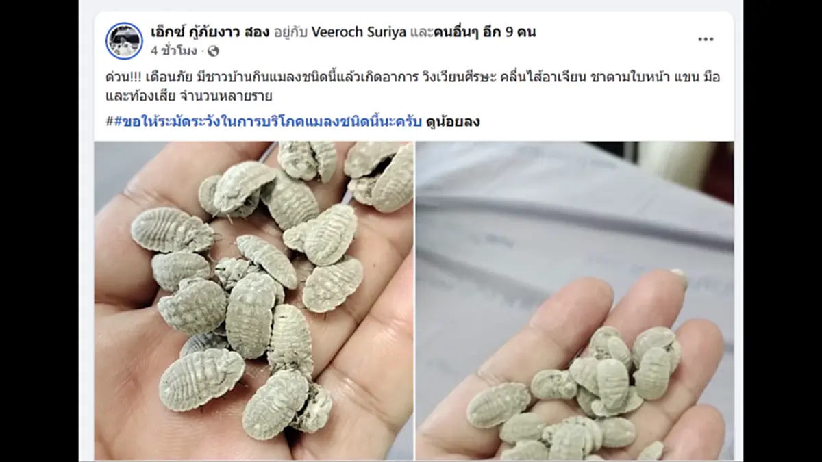 หามสาวส่งโรงพยาบาลเข้าใจผิดเพราะคิดว่ากิน ‘ไข่จักจั่น’